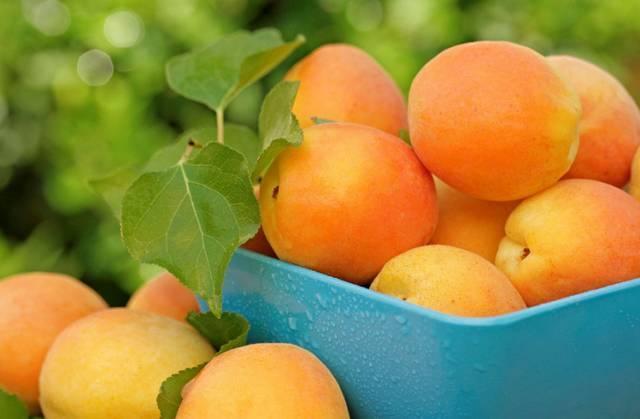 杏子在固原也算是排名第一的王牌水果,在这里,杏子的长相格外饱满