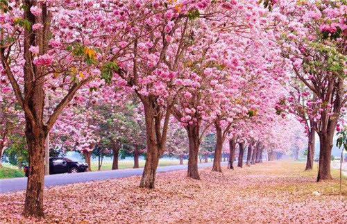 日本国歌简谱_日本国歌樱花简谱