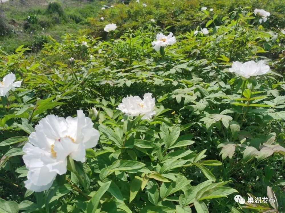 巢湖银屏:牡丹花开,静待君来!