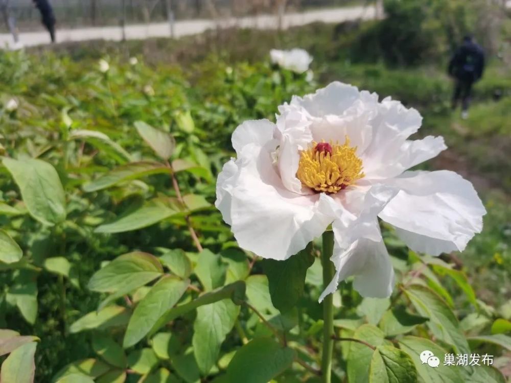 巢湖银屏:牡丹花开,静待君来!