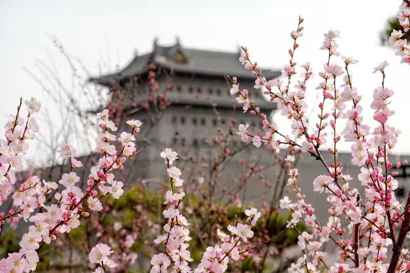 没想到吧这里竟藏着太原最美春天