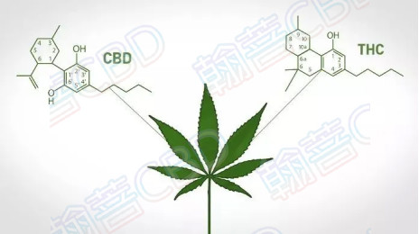 汉麻cbd,中国汉麻