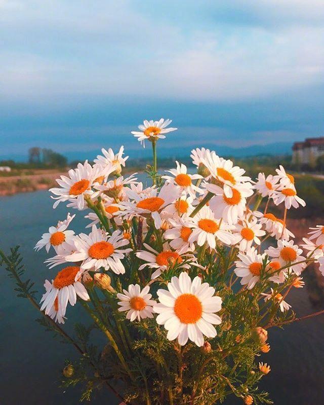 什么心致什么成语_观致汽车属于什么品牌(2)