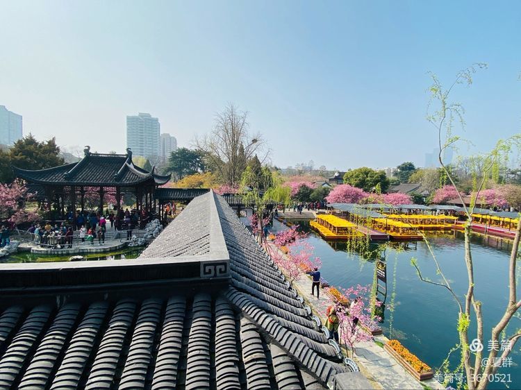 春到莫愁赏海棠三月相约南京莫愁湖公园欣赏春天的景致