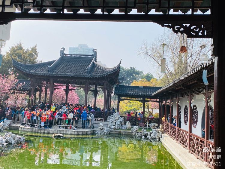 "春到莫愁赏海棠",三月相约南京莫愁湖公园,欣赏春天的景致