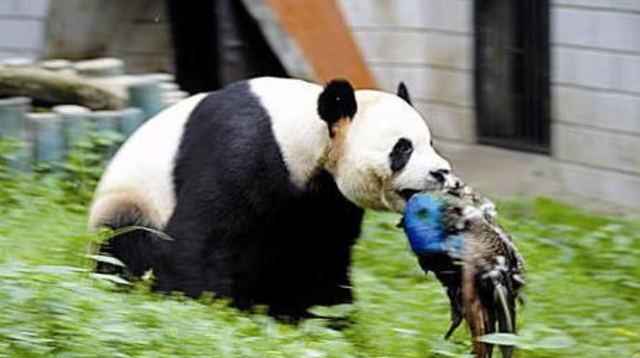 大熊猫吃山羊是假的别让它的外表欺骗了你