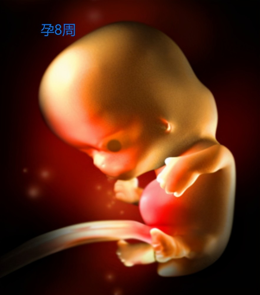 胚胎生长全过程