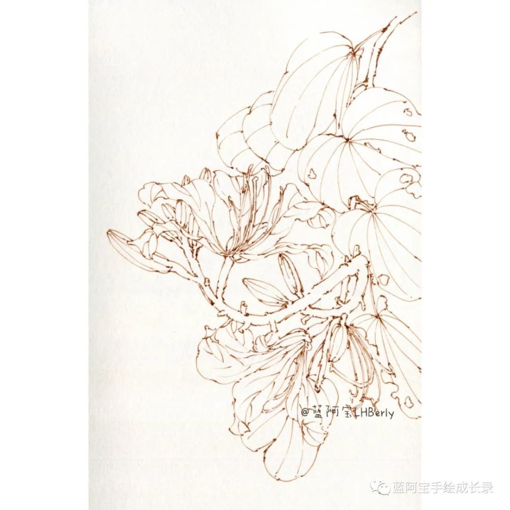 紫荆花线稿收录|插画素材库no.003