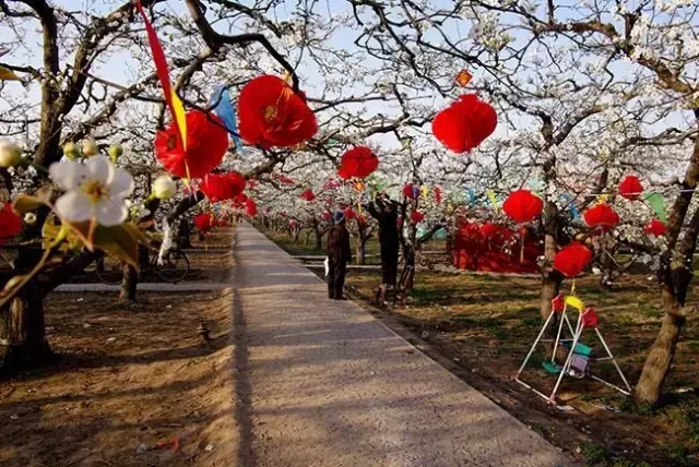 清明小长假:石家庄梨花节开幕,小伙伴们约起来