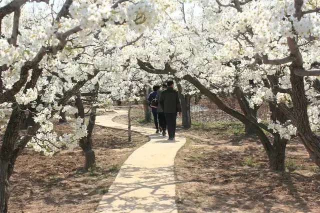 石家庄都知道赵县的梨花节相当出名,不过藁城区贾市庄镇的梨花也不错