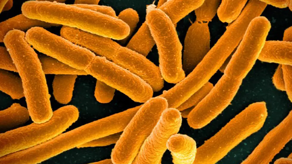 用作生物武器的细菌长啥样多张图像揭秘致病菌