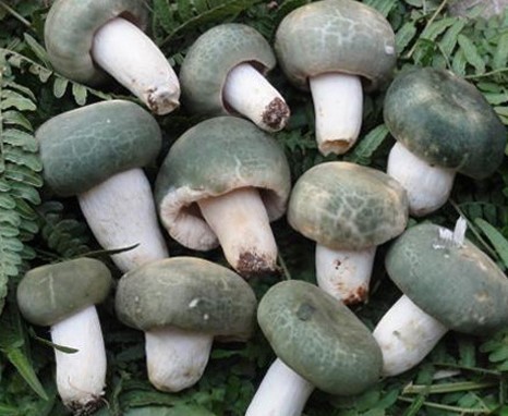 云南野生毒蘑菇你吃过几种?【第一期】