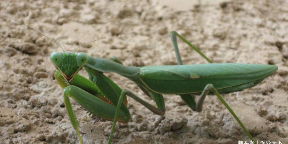 世界上最厉害的螳螂,非洲绿巨螳螂,能捕杀鸟蛇