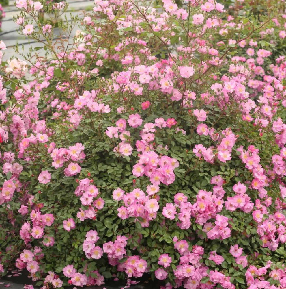 现代月季类群中的丰花月季就是继承粉团蔷薇的这一特点 注:以前认为粉