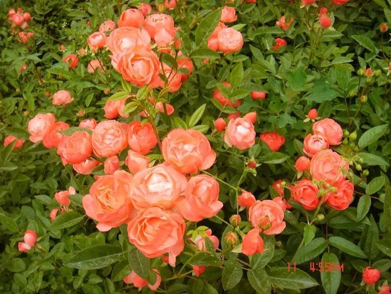 为了让你的月季变得更漂亮,育种家们选择了