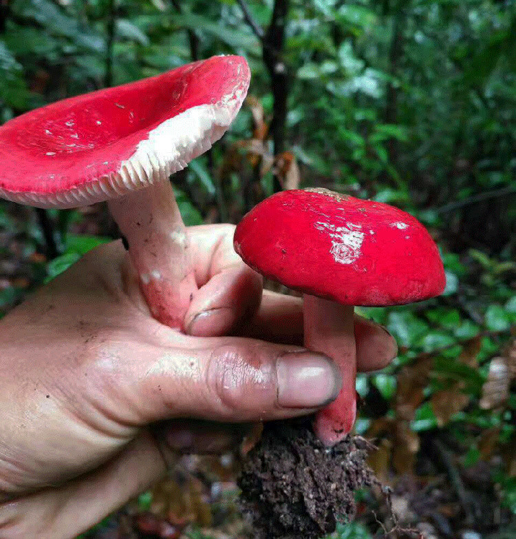 云南野生毒蘑菇你吃过几种?【第一期】