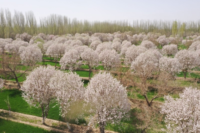 赴一场与巴旦木花的"约会" 莎车县举行2021年文化旅游