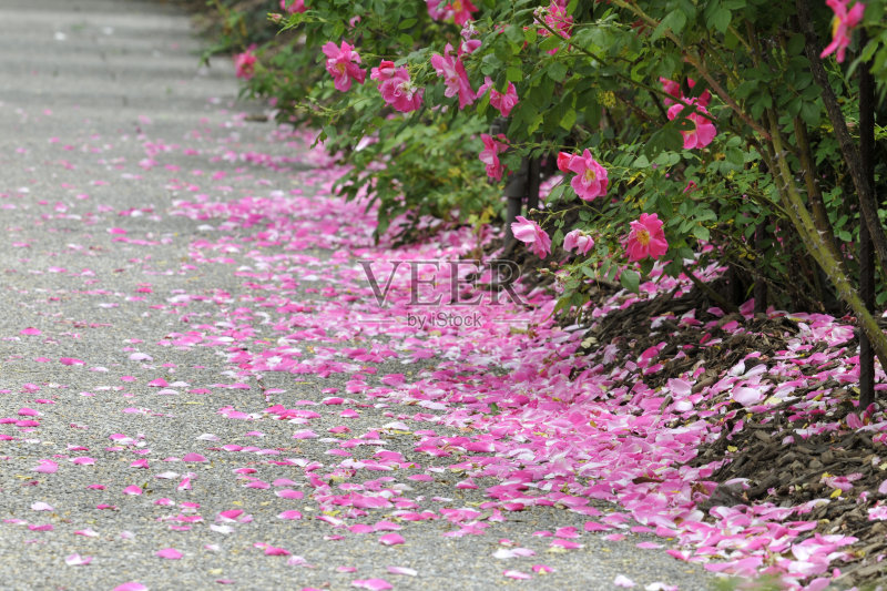 寒食与清明之美:寒食落花雨,清明日当春,慎终追远,吐故纳新