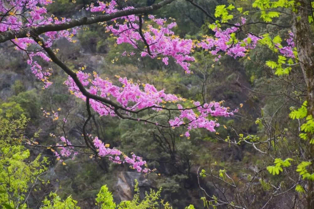 盛大开幕!2021青川唐家河紫荆花节启动仪式举行,千亩紫荆花等您赏