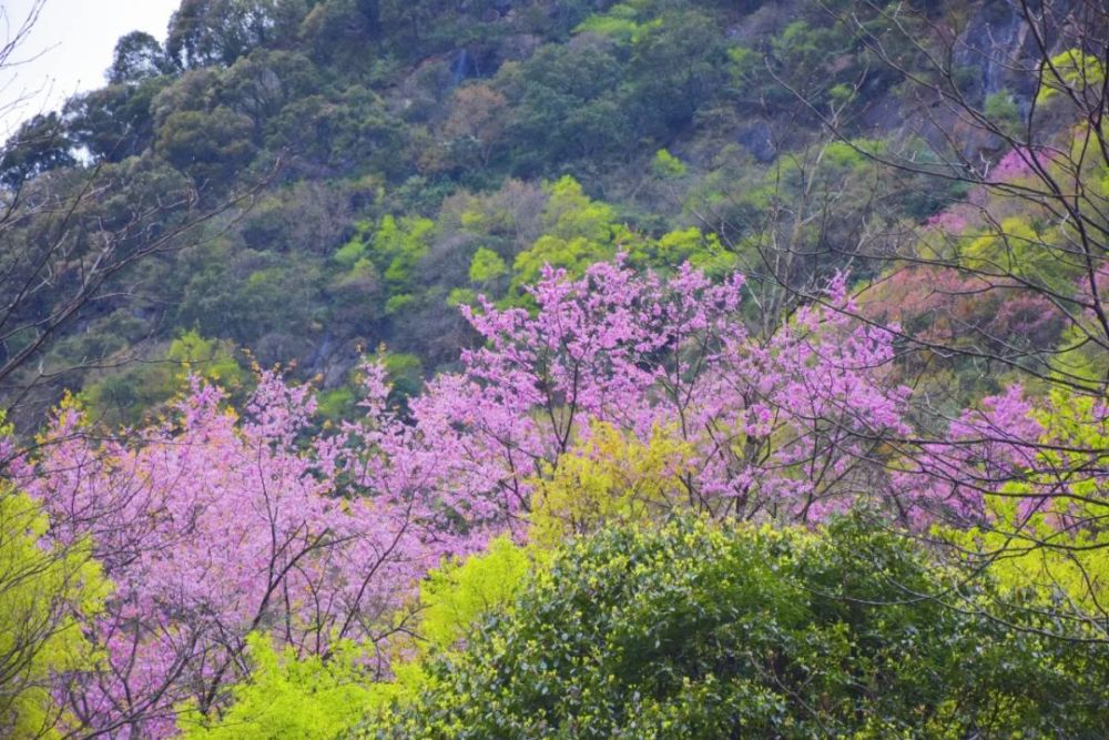 盛大开幕!2021青川唐家河紫荆花节启动仪式举行,千亩紫荆花等您赏