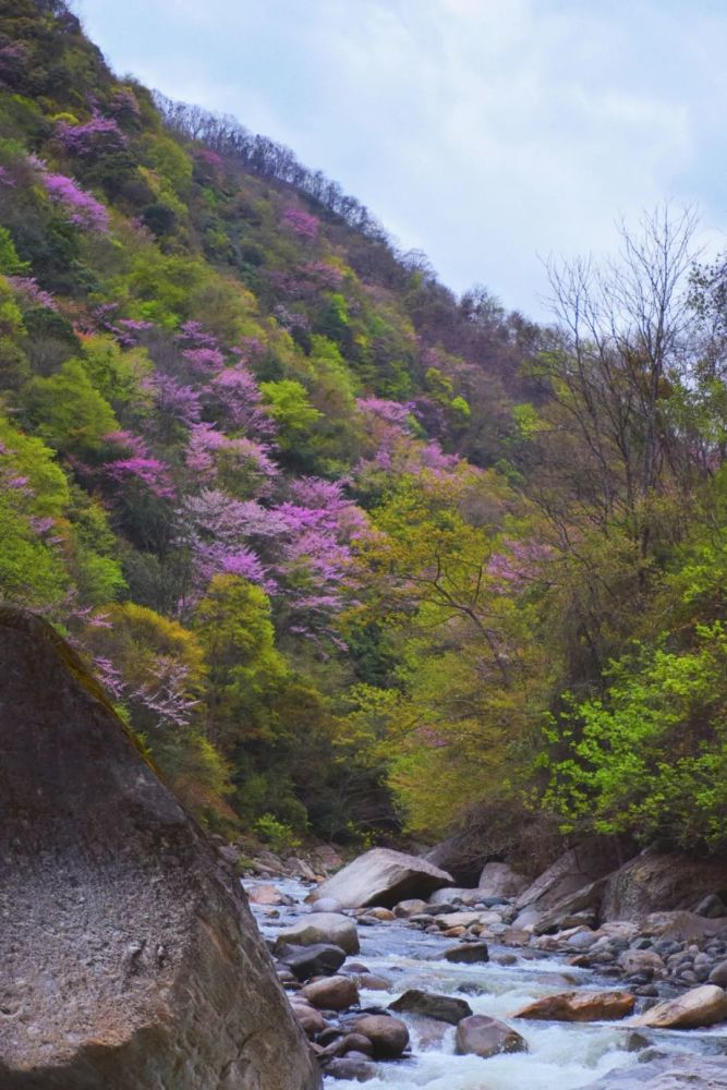 盛大开幕!2021青川唐家河紫荆花节启动仪式举行,千亩紫荆花等您赏