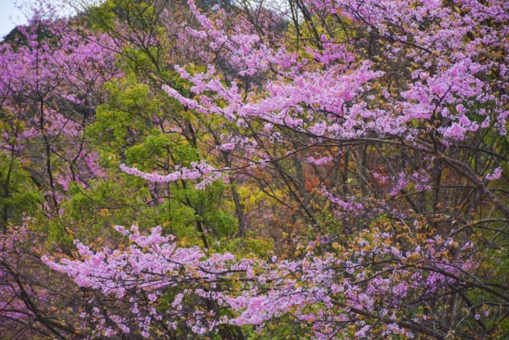 盛大开幕!2021青川唐家河紫荆花节启动仪式举行,千亩紫荆花等您赏