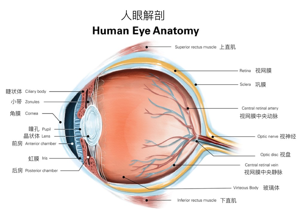 【科普眼睛结构】眼球为什么是不透明的?你了解眼球的