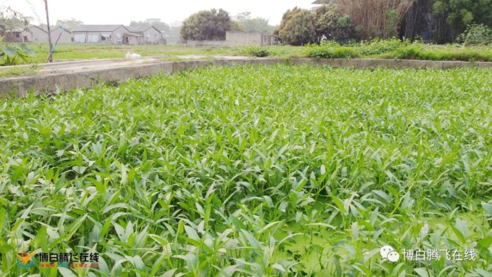 "鲜,脆,嫩"的博白水田空心菜上市啦!你吃了吗?