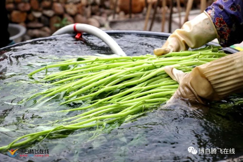 博白蕹菜将迎来新规范!