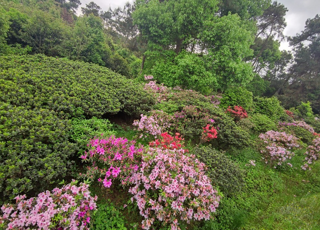 藏在重庆的"赏花胜地",号称"拍摄天堂",或成清明好去处