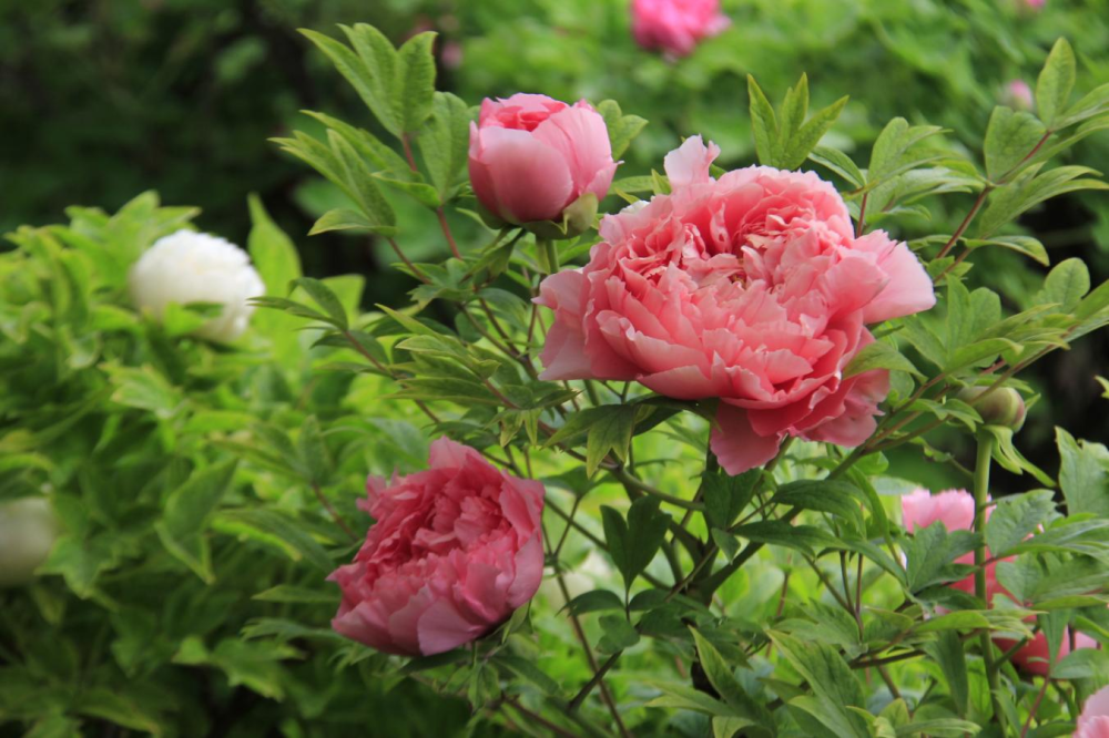 4月2日牡丹花情预报