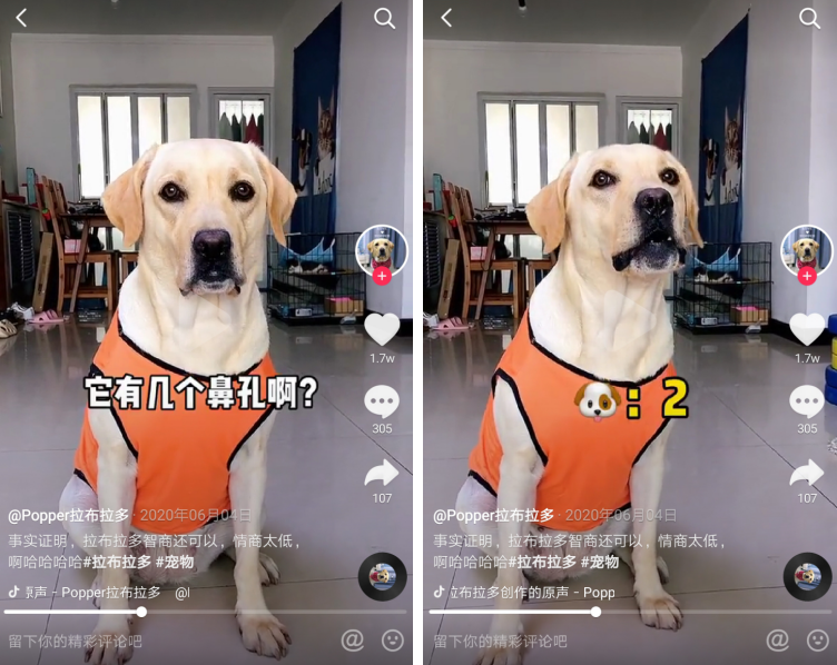 唏嘘抖音上的狗,已经比人聪明了