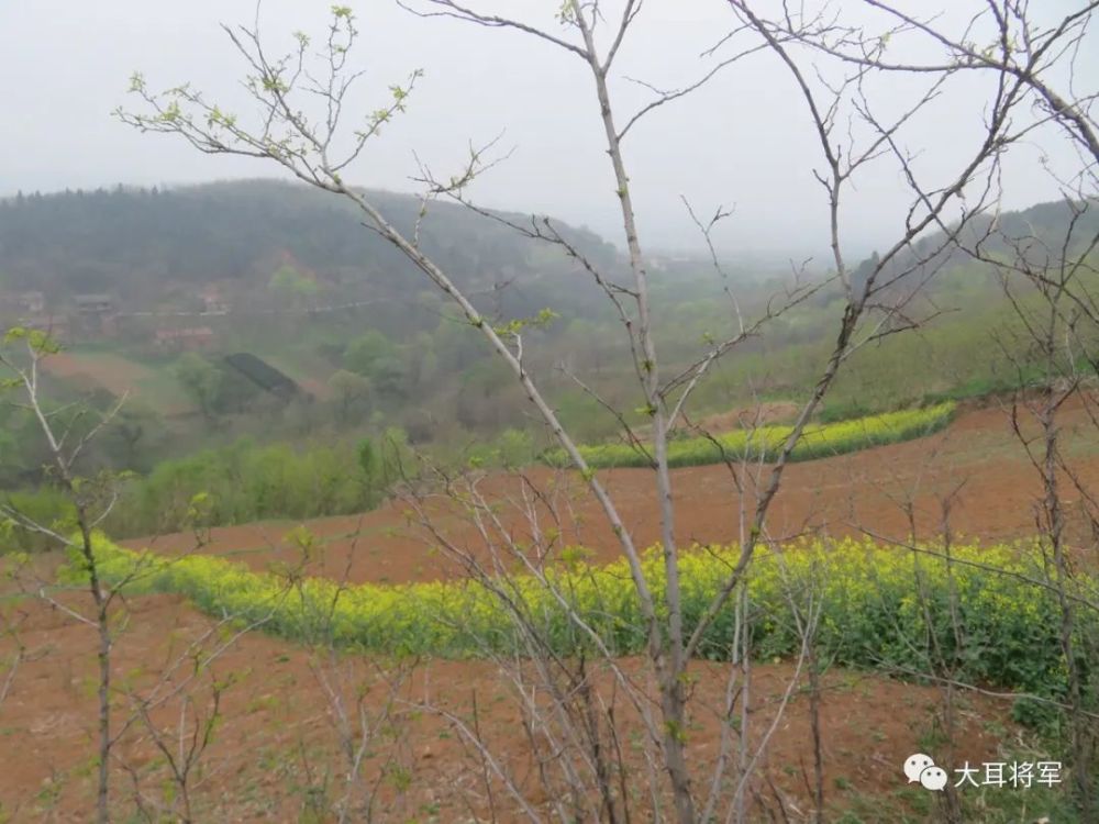 春游赏花咥美食,蓝田焦岱鲍旗寨