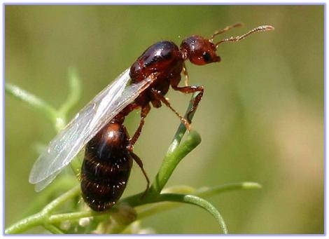 此外,长有翅膀的红火蚁蚁后可以飞行1000米甚至更远的距离,选择适宜