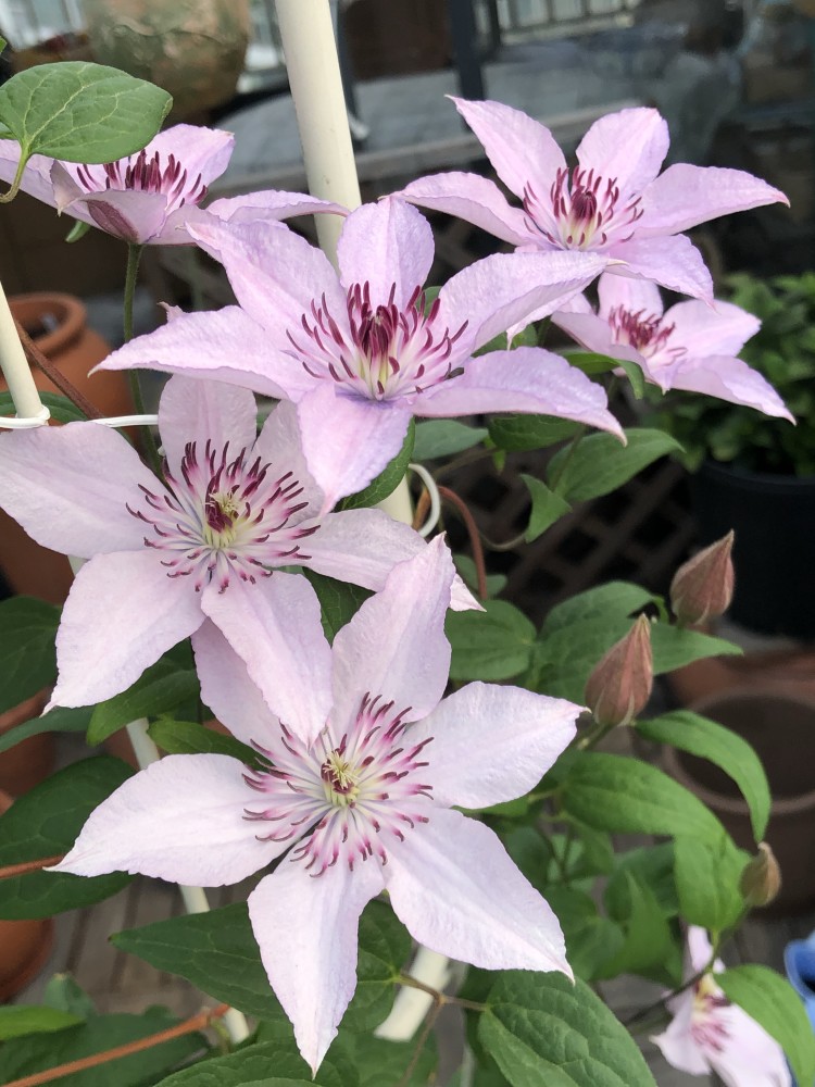 耐阴铁线莲—如梦,北阳台种植也能开成一片花海