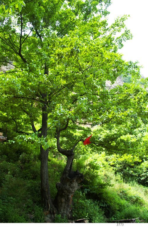 当地村民称之为"滴血树"梁子树,此树为小西天八景之一.