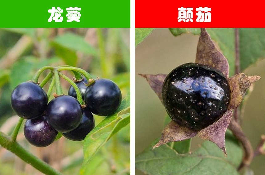 5,龙葵和颠茄野胡萝卜和毒参的开花状态很相似,但毒参开的花会更光滑