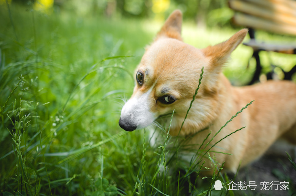 青青河边草,狗狗爱吃草?狗为什么要吃草?不会是有异食