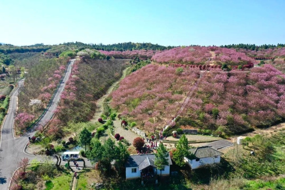 春游江淮请您来丨樱花 高空威亚 萌宠乐园…马头祥网红景点很好玩!