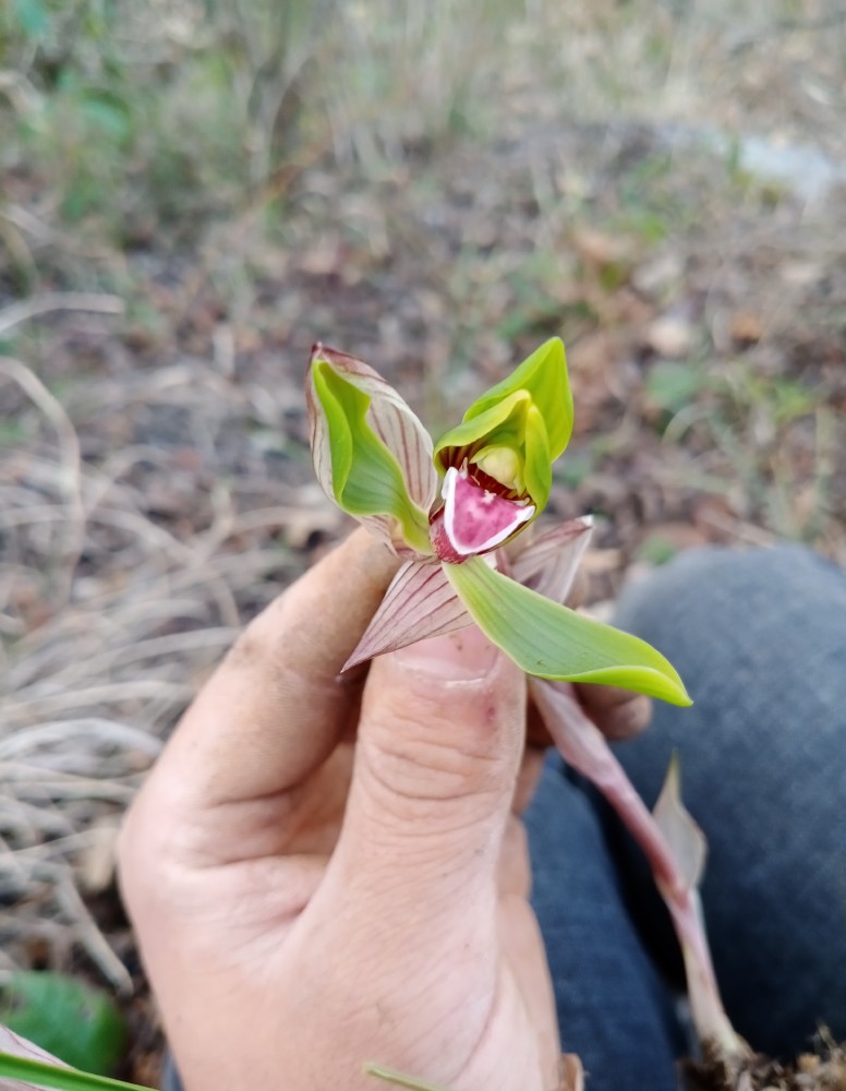 醉美贵州 兰花
