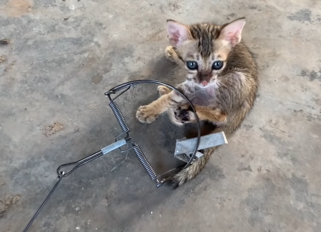 可怜小猫,被"老鼠夹"夹住后腿,有人故意设陷阱,不见猫妈踪影