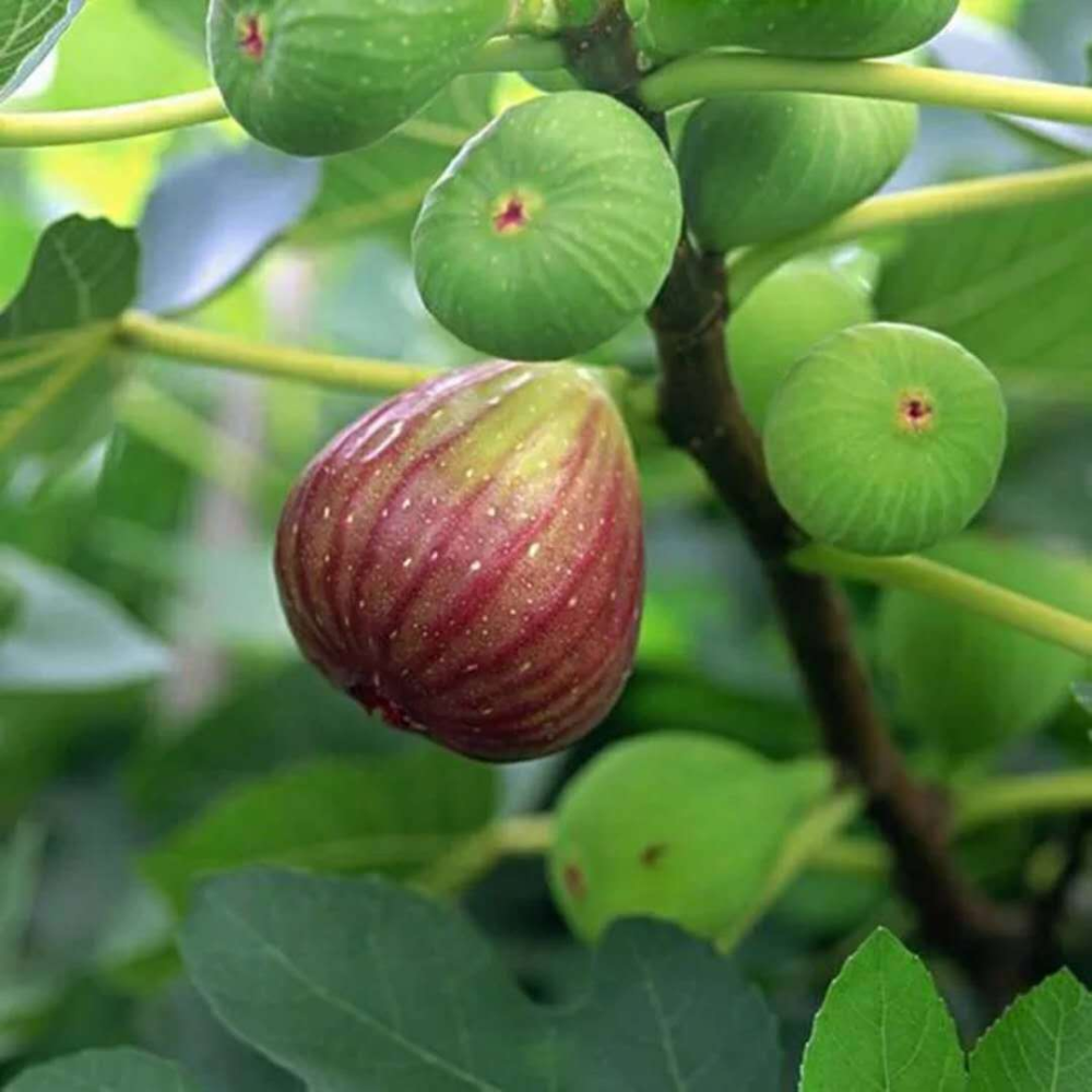 适合家庭盆栽的无花果,做好关键的3点,果实一茬接一茬