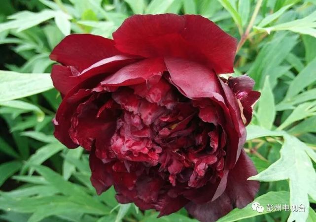 牡丹真国色 花开动彭州