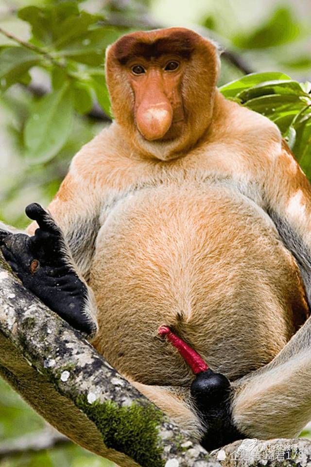 马来西亚奇怪生物—长鼻猴
