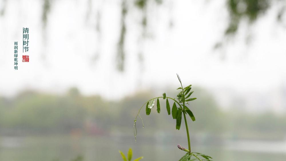 清明节到了,精选10条清明节祝福语送给亲朋好友