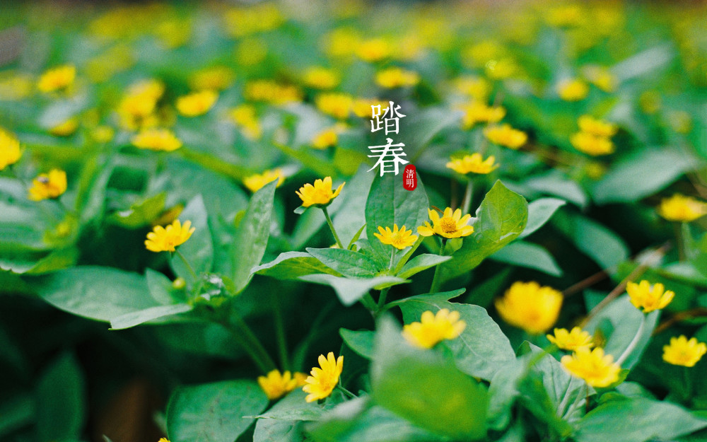 清明节,寄哀思,精选10条清明节祝福语