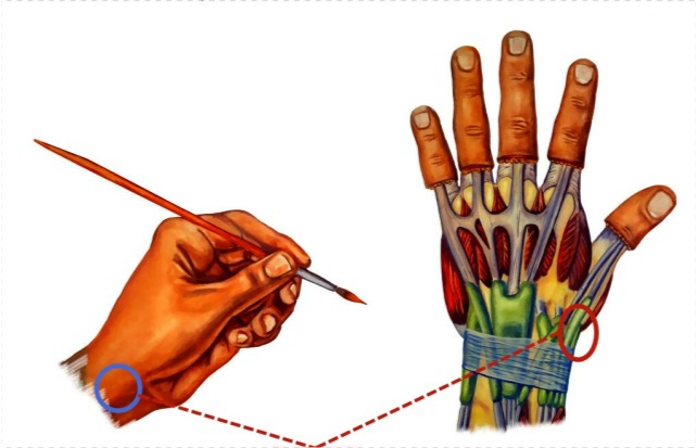 腱鞘炎好发于手腕部和手指,所以常会出现两个位置的疼痛等症状.