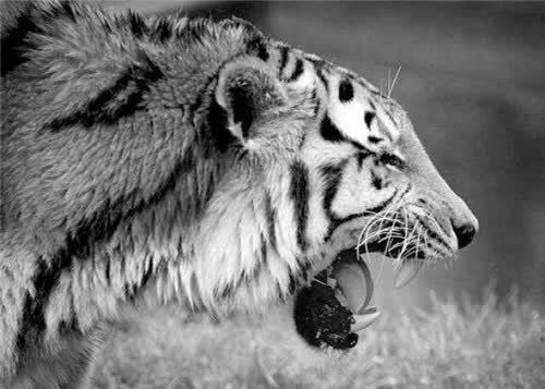 全球最凶残的老虎,流窜2国吃掉436人,被击毙后才知它吃人的真相