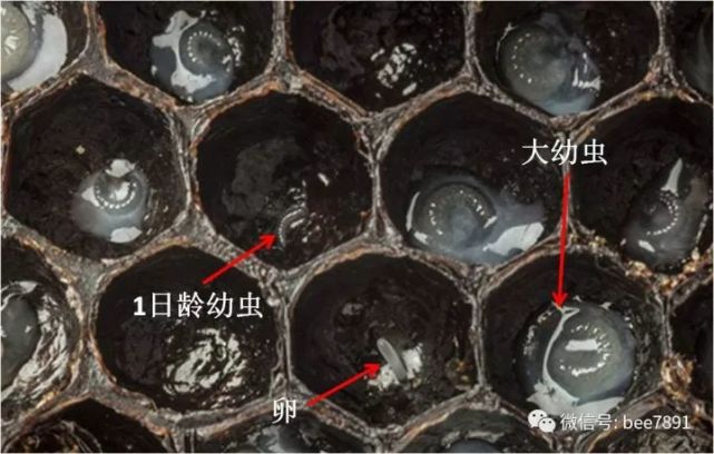 移虫育王一般采用一日龄内的幼虫,其大小是与蜂卵差不多,体色淡;在育