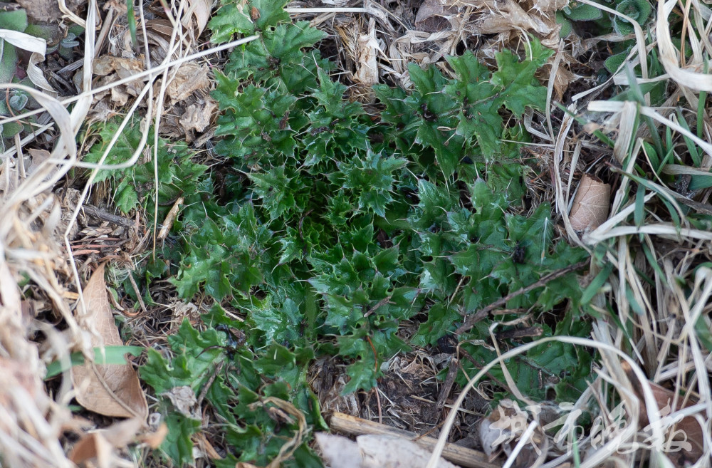 独行菜是十字花科独行菜属的植物,一年生或二年生草本,茎生叶狭